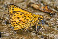 Banded Bush Hopper Ampittia maroides (Scarce Bush Hopper)