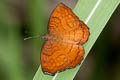 Banded Castor Ariadne specularia arca