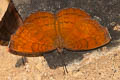 Banded Castor Ariadne specularia arca