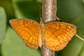 Banded Castor Ariadne specularia arca