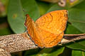 Banded Castor Ariadne specularia arca