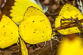 Banded Grass Yellow Eurema nicevillei nicevillei (Malay Grass Yellow)