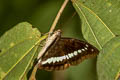 Banded Marquis Euthalia teuta gupta