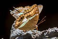 Banded Marquis Euthalia teuta gupta