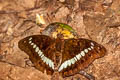 Banded Marquis Euthalia teuta gupta