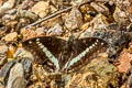 Banded Marquis Euthalia teuta teuta 