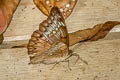 Banded Marquis Euthalia teuta goodrichi 