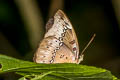 Banded Marquis Euthalia teuta gupta