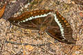 Banded Marquis Euthalia teuta goodrichi 