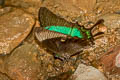 Banded Peacock Papilio palinurus palinurus (Emerald Swallowtail)