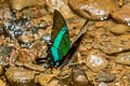 Banded Peacock Papilio palinurus palinurus (Emerald Swallowtail)