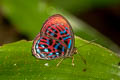 Banded Red Harlequin Paralaxita orphna laocoon (Blue-lined Harlequin)