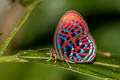 Banded Red Harlequin Paralaxita orphna laocoon (Blue-lined Harlequin)