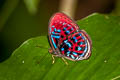 Banded Red Harlequin Paralaxita orphna laocoon (Blue-lined Harlequin)