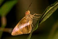 Banded Redeye Gangara lebadea lebadea