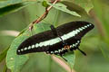 Banded Swallowtail Papilio demolion demolion (Burmese Banded Swallowtail)