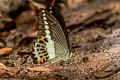 Banded Swallowtail Papilio demolion demolion (Burmese Banded Swallowtail)