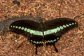 Banded Swallowtail Papilio demolion demolion (Burmese Banded Swallowtail)