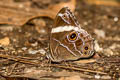 Banded Treebrown Lethe confusa confusa