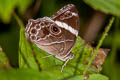 Banded Treebrown Lethe confusa confusa