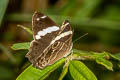 Banded Treebrown Lethe confusa confusa