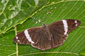 Banded Treebrown Lethe confusa confusa