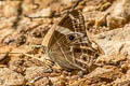 Banded Treebrown Lethe confusa confusa