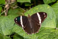 Banded Treebrown Lethe confusa confusa