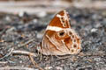 Banded Treebrown Lethe confusa confusa