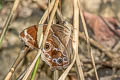 Banded Treebrown Lethe confusa confusa