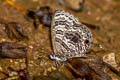 Barred Lineblue Prosotas aluta coelestis