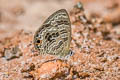 Barred Lineblue Prosotas aluta coelestis