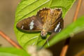 Bengal Spotted Flat Celaenorrhinus putra sanda