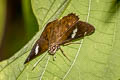 Bengal Spotted Flat Celaenorrhinus putra sanda