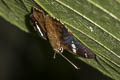 Bengal Spotted Flat Celaenorrhinus putra sanda