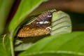 Bengal Spotted Flat Celaenorrhinus putra sanda