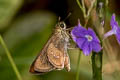 Bevan's Swift Pseudoborbo bevani (Lesser Rice Swift)