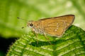 Bevan's Swift Pseudoborbo bevani (Lesser Rice Swift)