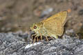 Bevan's Swift Pseudoborbo bevani (Lesser Rice Swift)