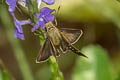 Bevan's Swift Pseudoborbo bevani (Lesser Rice Swift)