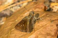 Bevan's Swift Pseudoborbo bevani (Lesser Rice Swift)