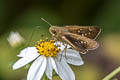 Bevan's Swift Pseudoborbo bevani (Lesser Rice Swift)