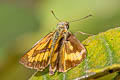 Besta Palm Dart Telicota besta bina