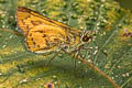 Besta Palm Dart Telicota besta bina
