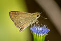 Bevan's Swift Pseudoborbo bevani (Lesser Rice Swift)