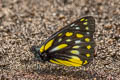 Bhutan Jezebel Delias lativitta yunnana (White-streaked Jezebel, Broadwing Jezebel)