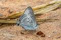 Bi-spot Royal Ancema ctesia ctesia