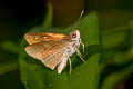 Bicolour Long-horned Flitter Isma protoclea bicolor 