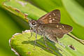 Bicolour Long-horned Flitter Isma protoclea obscura