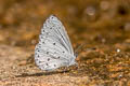 Bicoloured Hedge Blue Udara selma indosinica